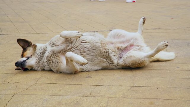 A fluffy mixed breed dog is sleeping soundly on its back on a paved ground. Its paws are in the air and its belly is exposed, showing complete relaxation. People walk by in the background