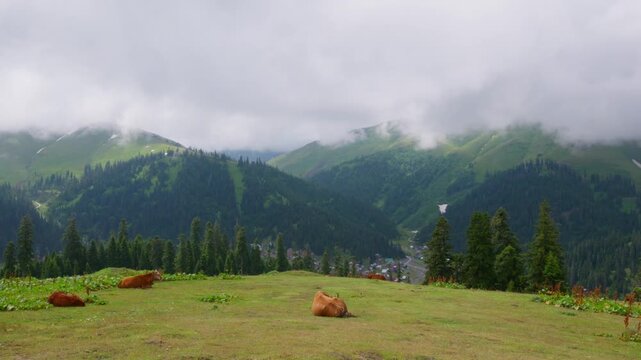A scenic panoramic view of the Caucasus mountains in Bakhmaro, Georgia. Brown cows rest on a lush green pasture, overlooking a valley village. Low clouds drift over the forested slopes