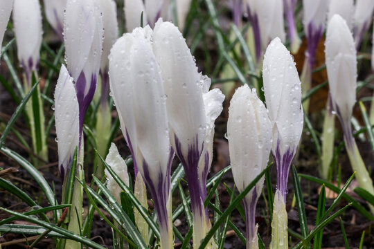 Crocus buds glistening with dew, front view