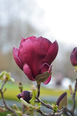 Fototapeta premium Magnolia 'Genie' deep magenta blooming magnolia tree .Closeup blooming branch with flower and young leaves.Growing magnolia tree