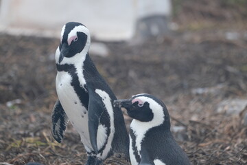 Fototapeta premium African Penguins Interacting in Coastal Nesting Area South Africa