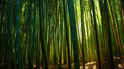Fototapeta premium A bamboo forest with light filtering through the stalks creating vertical patterns of shadow