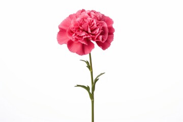 Obraz premium Pink carnation flower with green stem and leaves isolated on white background