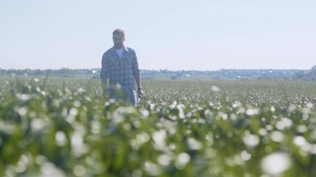 Close inspection of crop leaves for harvest potential, Farmer carefully assesses maturity of leafy plants in field