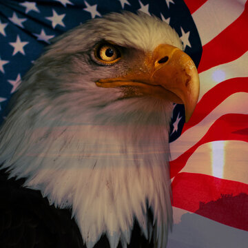 Bald eagle portrait with American flag background symbol of freedom and strength