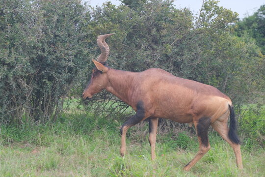 Antelope Walking in Grassland with Bushes in Addo Elephant National Park