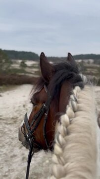 Horse in the dutch dunes on a cloudy day