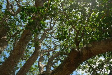 Fototapeta premium Looking Up Through Tree Canopy with Sunlight in Addo Elephant National Park