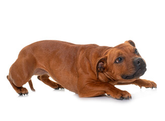 Obraz premium stafforshire bull terrier