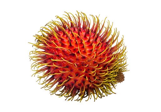 A vibrant sea urchin with spiky orange and yellow exterior texture