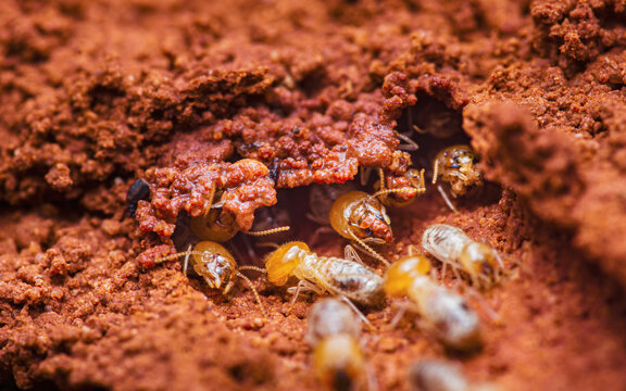 Termites building mud nest, showing colony activity