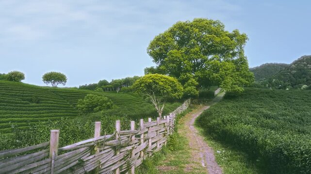 A Serene Path through Lush Tea Fields