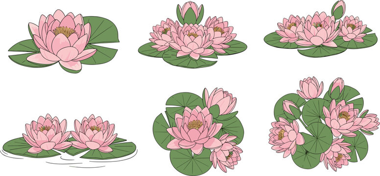 Water Lily Blossom Collection with Pink Flowers on Green Leaves, Tranquil Nature Illustration for Garden, Pond, and Water Garden Designs