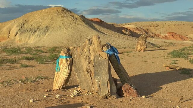 Ancient remains of petrified trees in the Gobi Desert on a bright sunny evening. Mongolia.
 