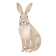Fototapeta premium Watercolor sitting hare. Isolated clipart of woodland animal. Hand drawn illustration