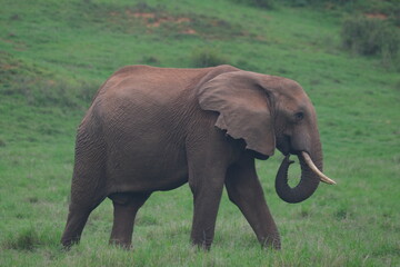 Side Profile of African Elephant Walking Through Grassland in Addo Elephant National Park South Africa © Johandre