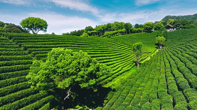 Aerial View of Lush Tea Plantations