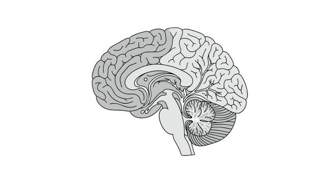 Detailed grayscale cross-section illustration of the human brain highlights internal structures including the cerebellum and brainstem in a scientific style.