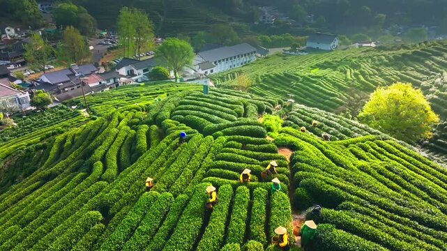 Aerial View of a Lush Tea Plantation with Workers