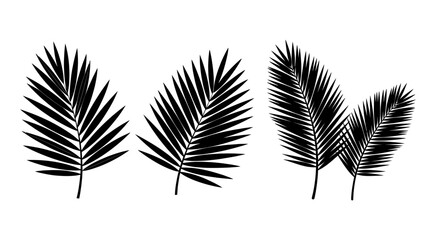 Fototapeta premium Elegant Tropical Palm Leaf Vector Silhouette Border Collection