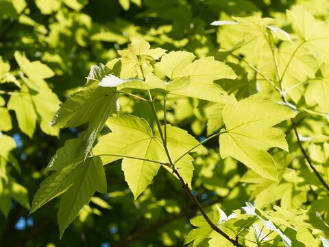 (Acer pseudoplatanus) -  Sycamore maple tree producing dark green palmately leaves divided into 5 pointed and toothed lobes

