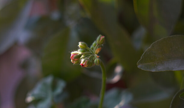 Close-up of pink geranium flower buds before blooming.