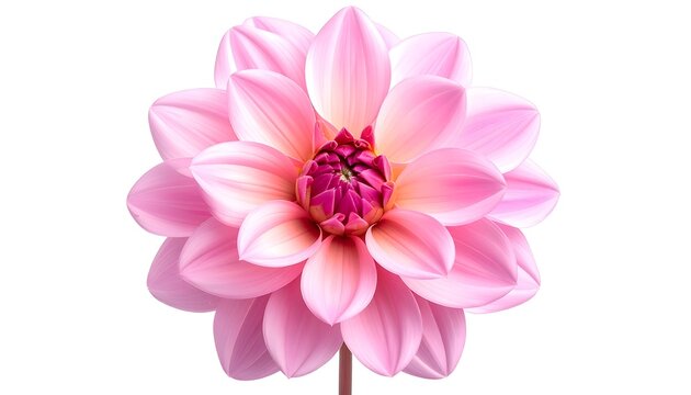 Close-up of vibrant pink dahlia flower on white background