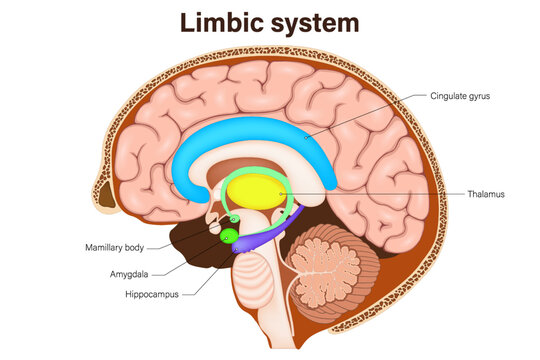 Limbic system. Human brain anatomy. Mammillary body, amygdala, hippocampus, cingulate gyrus and thalamus.