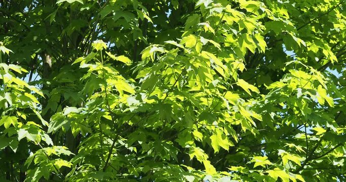 Sycamore maple tree or false plane-tree (Acer pseudoplatanus) A majestic shade tree with dense foliage on supple, gently swaying branches, an effective windbreak