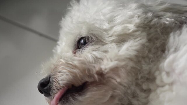 Close-up of a hand gently petting an adorable white toy poodle in Indonesia. A peaceful, heartwarming moment showcasing the loving bond between a pet and its owner. Domestic animal care concept