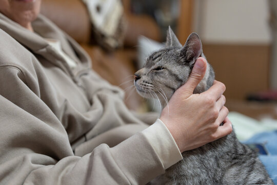 可愛い猫を撫でる人　サバトラ猫	
