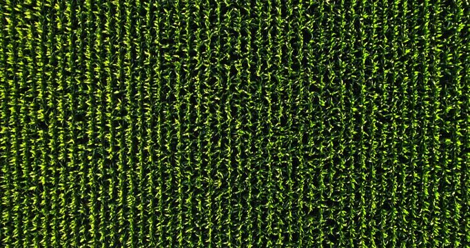 Aerial top down view of corn field plantation