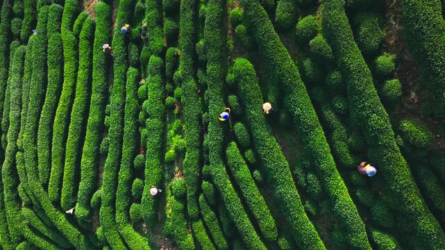 People Harvesting Tea in Lush Plantation