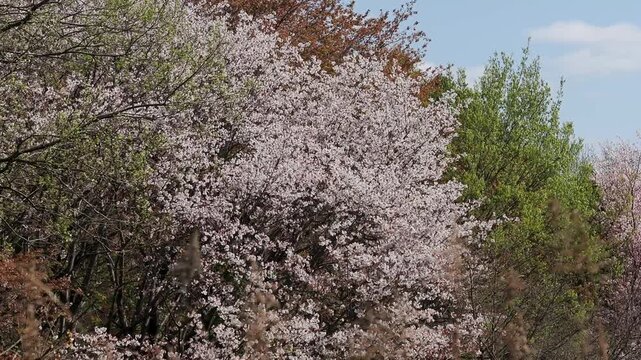 北雲雀きずきの森に咲いた桜