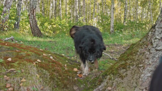 Camper in forest calls returning dog, mossy ground and birch trees. Yellow jacketed camper coaxing timid black dog across leaf litter, gentle approach up a small ravine, hands reaching to comfort,