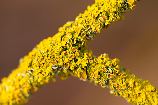 A macro close-up of the yellow wall lichen, common orange lichen, or sea sun lichen (Xanthoria parietina) on a wooden branch, a widespread lichen belonging to the family Teloschistaceae, 