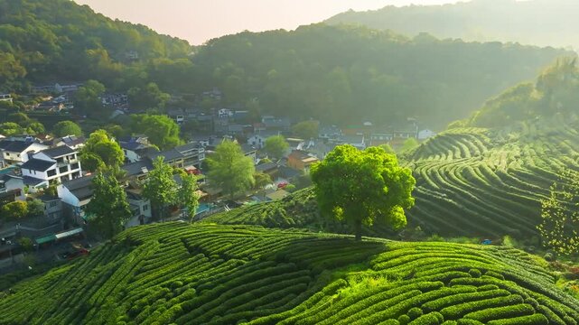 Charming Village Nestled in Tea Plantation