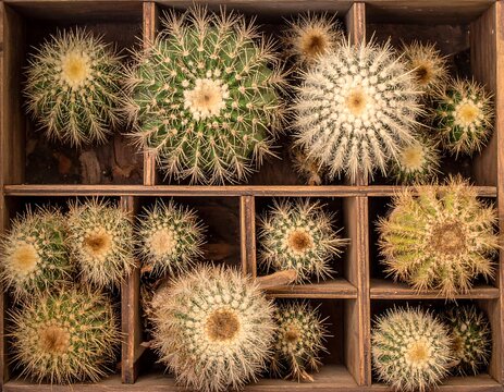 Close-up of various spherical cacti, neatly arranged in a wooden box