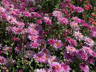 Fototapeta premium Flowerbed with late pink chrysanthemums late blooming flowers.