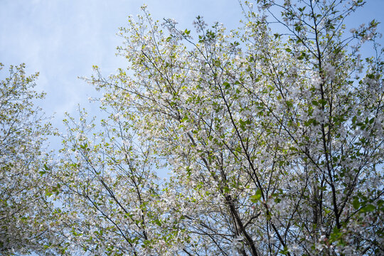 Looking up at blooming white flowers on tree branches against a clear blue sky