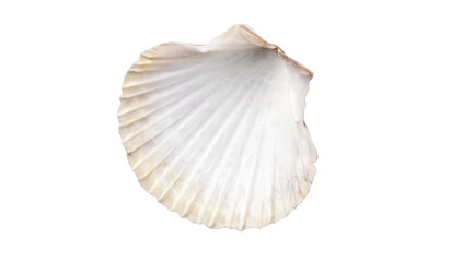 Shell, sea scallop shell isolated on white background. Aquatic wildlife animal, seashell. Mollusk, marine bivalve mollusk. One open scallop sea shell, gourmet food, Pectinidae, top view © Subbotina Anna