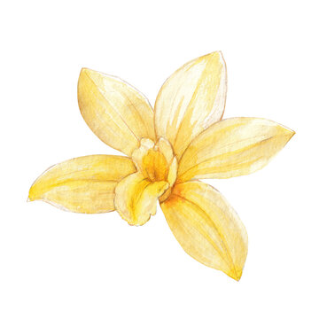 Watercolor illustration of a yellow vanilla orchid flower