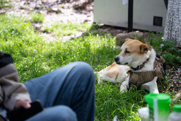 Naklejka premium A dog wearing a harness rests on grass beside a person sitting outdoors in natural light