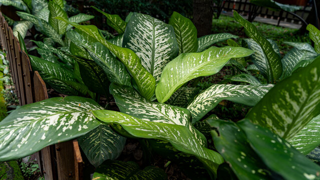 tropical ornamental dumb cane plant with broad variegated foliage