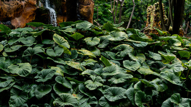 a lush and dense cluster of vibrant green tropical homalomena plants growing beautifully in a landscaped garden with a blurred waterfall and rocks in the background.