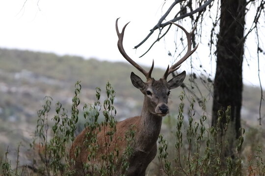 Ciervo europeo macho (Cervus elaphus) con cornamenta entre vegetaci&oacute;n en Monfrag&uuml;e, Espa&ntilde;a