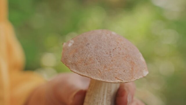 Biologist examining detailed textures of wild mushroom in natural setting. Environmental researcher conducting detailed field analysis of mushroom surface during outdoor camping experience