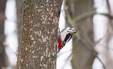 Naklejka premium photo of a woodpecker in a tree