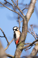 Naklejka premium photo of a woodpecker in a tree