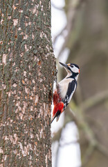 Naklejka premium photo of a woodpecker in a tree